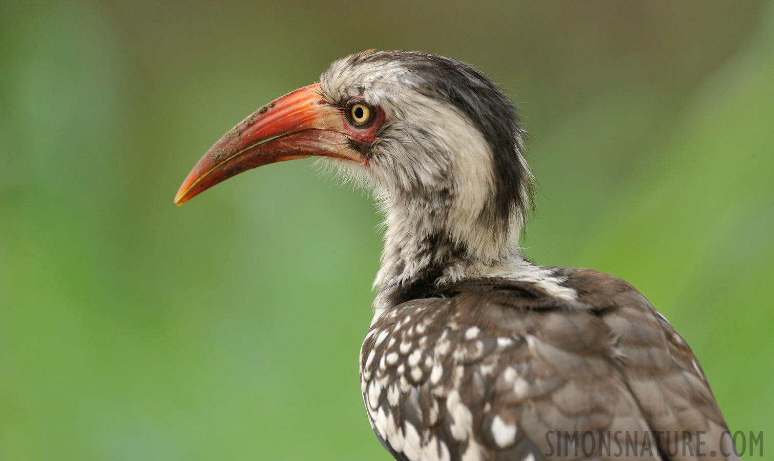 Tockus rufirostris [550 mm, 1/160 Sek. bei f / 8.0, ISO 800]